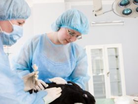 Animal Science Degree And Study Majors Guide