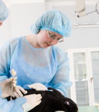 Animal Science Degree And Study Majors Guide