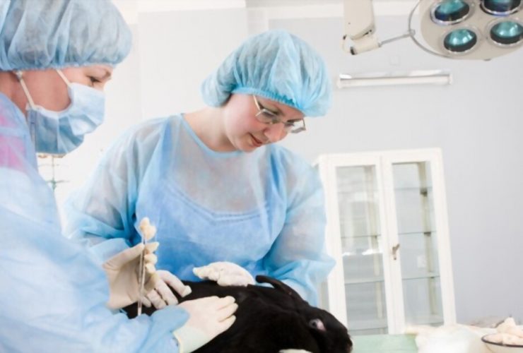 Animal Science Degree And Study Majors Guide