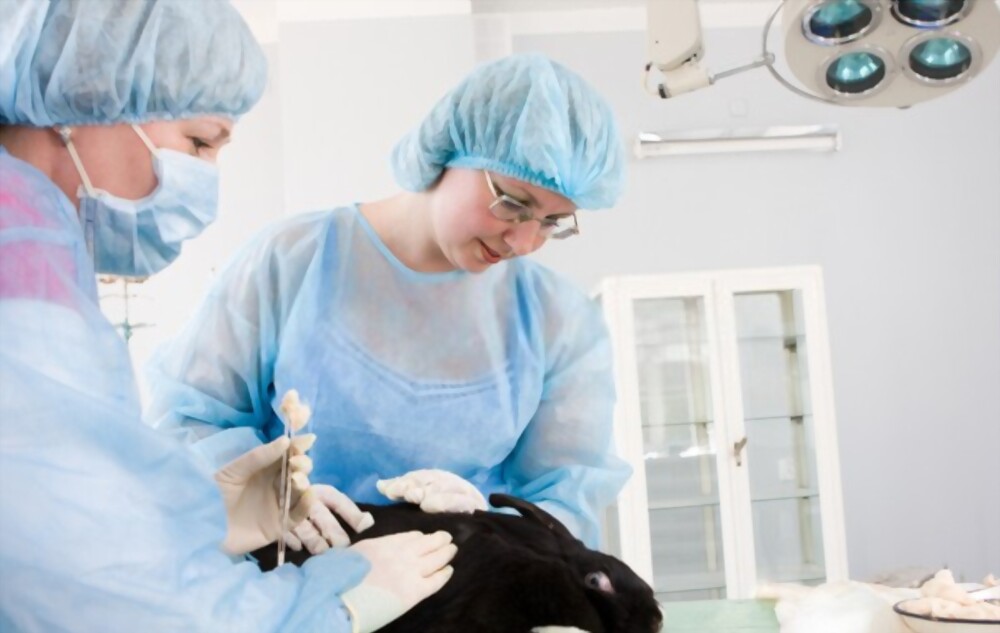 Animal Science Degree And Study Majors Guide